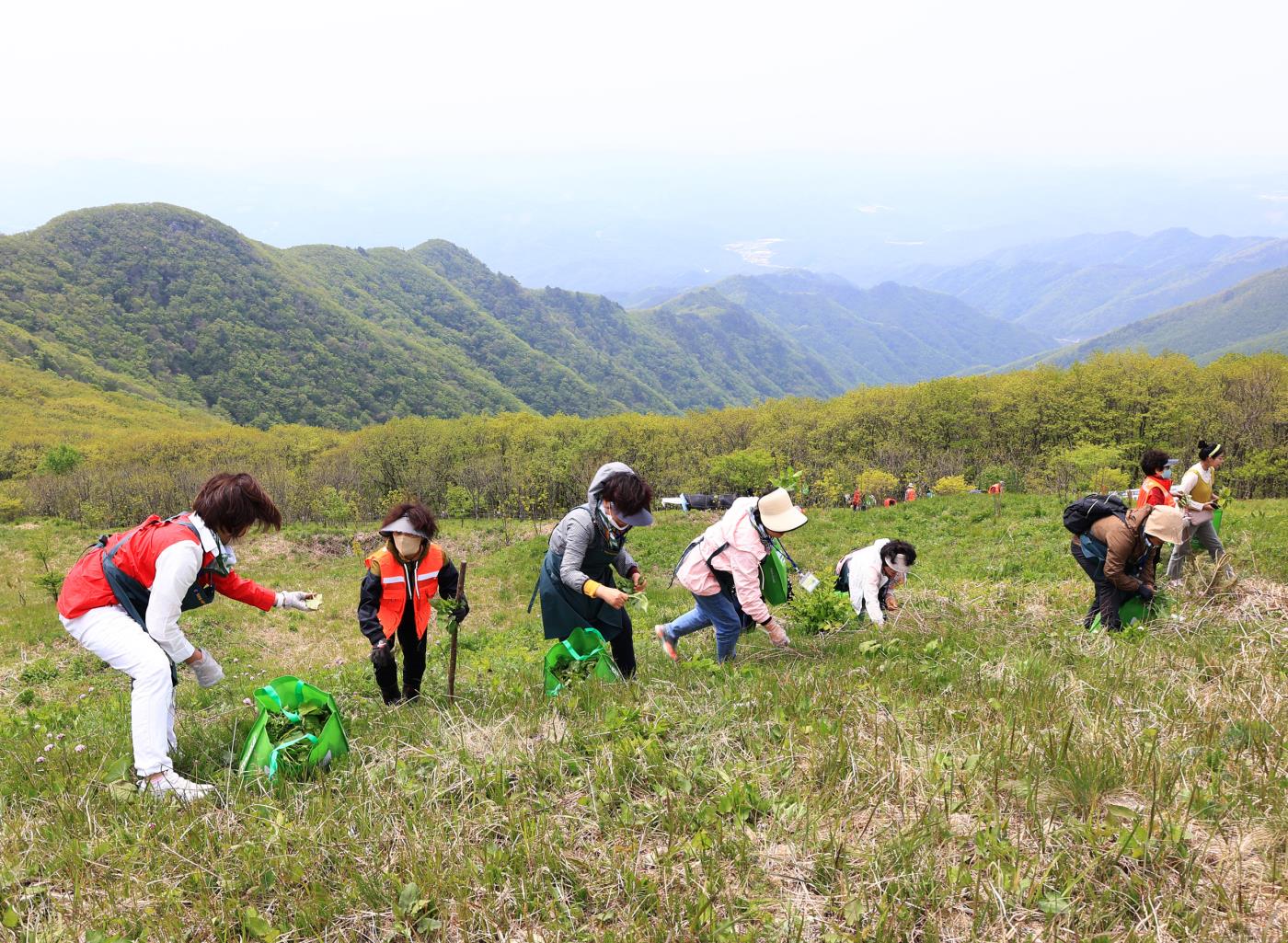 1-6 사진(산불피해 극복을 위한 영양 산나물 먹거리 한마당 개최).jpg